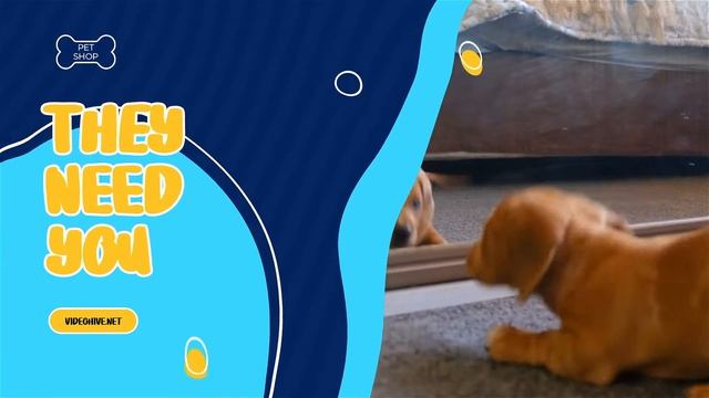 Pet Shop Promo |MOGRT| | Adobe Premiere Pro Template смотреть онлайн