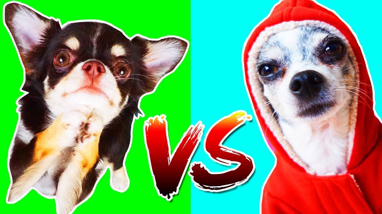 Рэп-битва в семье: неожиданный финал и победитель баттла! 🎶⚡️ смотреть онлайн