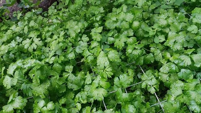 Turul gradinei in Iunie 2018 | Update смотреть онлайн