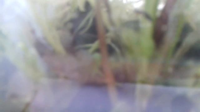 Еще один жук? смотреть онлайн