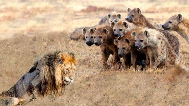 История потрясла весь мир! Вот что сделал лев с в джунглях! смотреть онлайн