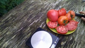 Дегустация томатов Большая мамочка, Мазарини F1 и 100 процентов F1