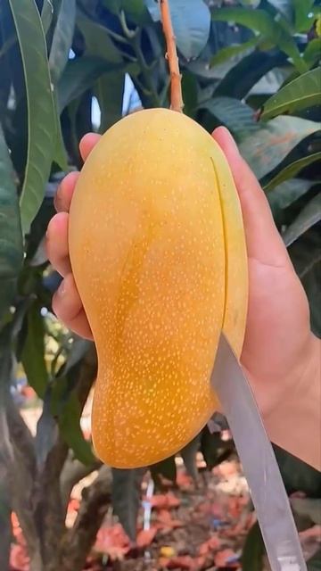 Mango different colours you should know about - red, blue, yellow and black смотреть онлайн