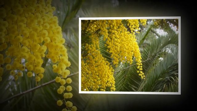 MIMOSE 1 смотреть онлайн