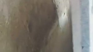 Николаевские голуби