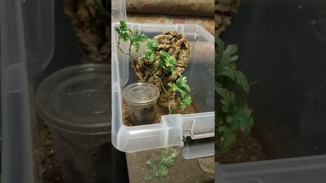 REHOUSING Poecilotheria & Psalmopoeus into adult enclosures смотреть онлайн