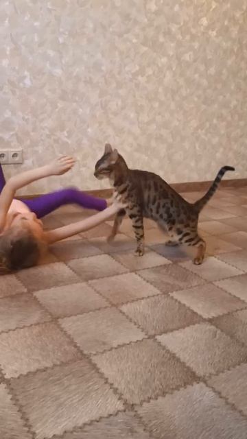 Грозный Ричи :) #Милана #дети #радость #бенгал #кот #Ричи смотреть онлайн