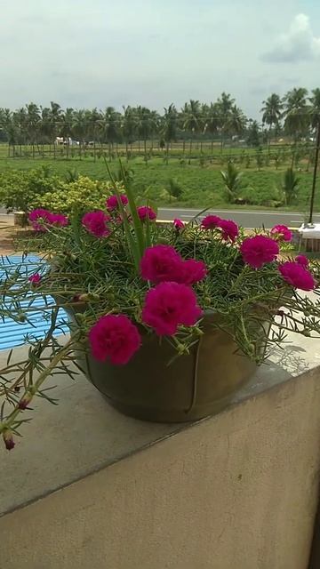 Beautiful table rose grown in my home;) #Shorts смотреть онлайн