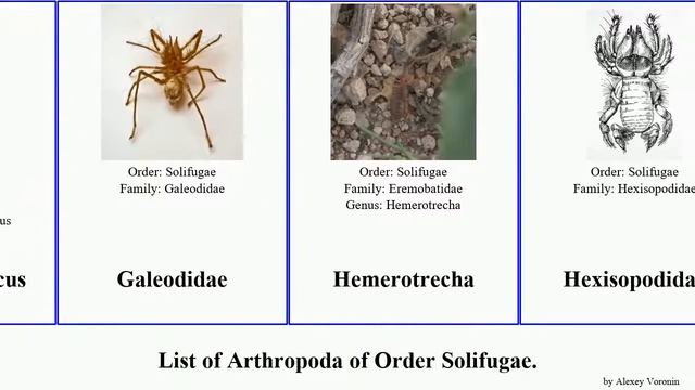 List of Arthropoda of Order Solifugae. galeodes arabs Fuse Target French ordersolifugae Solifugids смотреть онлайн