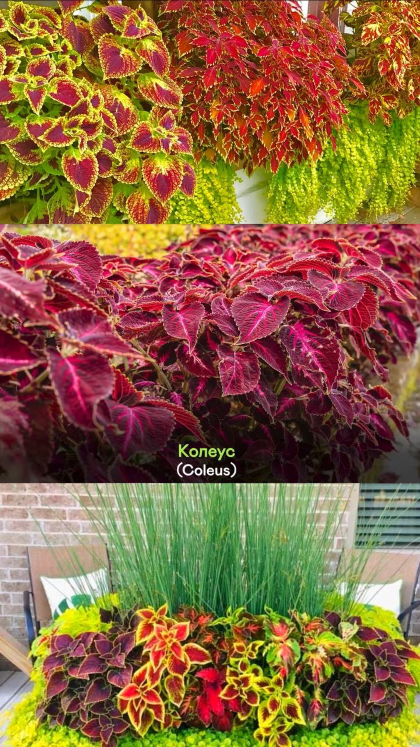 Простой Приём и Сад «Заиграет» (на зависть соседям!)🌷🔥 смотреть онлайн