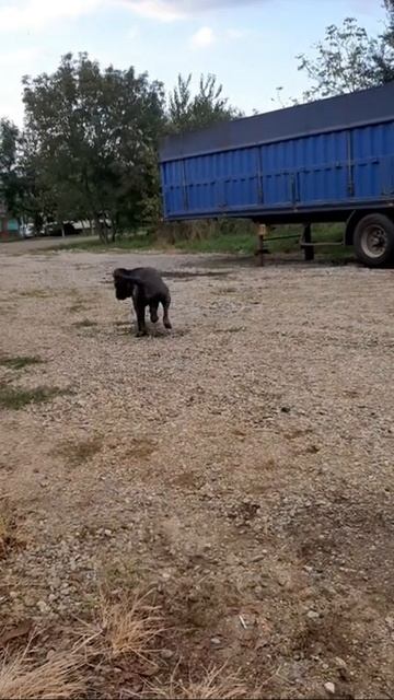 Сила,Мощь,Грация! всем любителям Кане Корсо смотреть онлайн