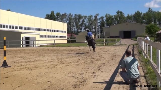 Jump Training. Akhal Teke Stalion PASHALYK.