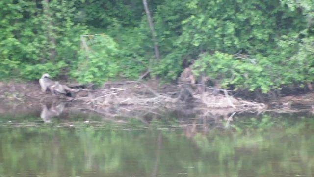 Лаймусь плыви ко мне!!!!Июнь 2017 год. смотреть онлайн