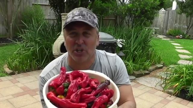Large Sweet Pepper Harvest in Houston смотреть онлайн