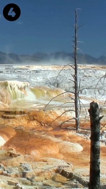 YELLOWSTONE TOP 5 ATTRACTIONS #short #shorts