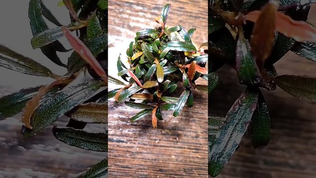 Bucephalandra Black Phantom Super mini🌿🌿🌿 смотреть онлайн