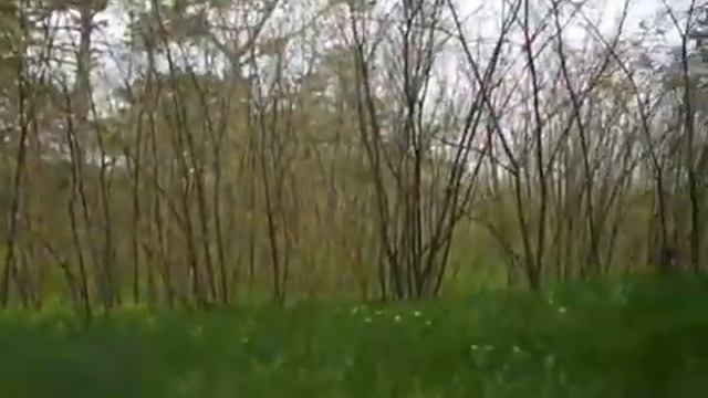 В Поисках Старины Коп в Цюрупинском лесу смотреть онлайн