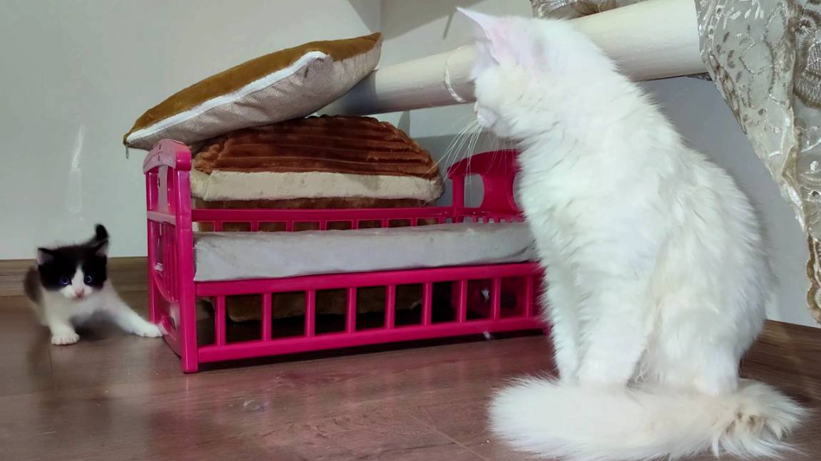 Мама-кошка зовет своих котят. Котята мяукают. Котята начали играть. смотреть онлайн