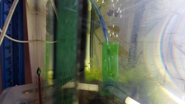 "Друзья" аквариумистов. смотреть онлайн