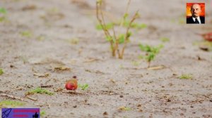 Дикая природа Африки – 8. Фильм о животных Национального парка Чоне.