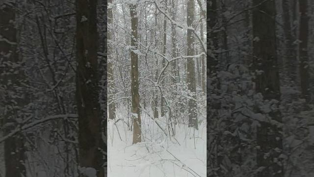 Прогулка в лесопарке 08.04.2025 #shorts смотреть онлайн