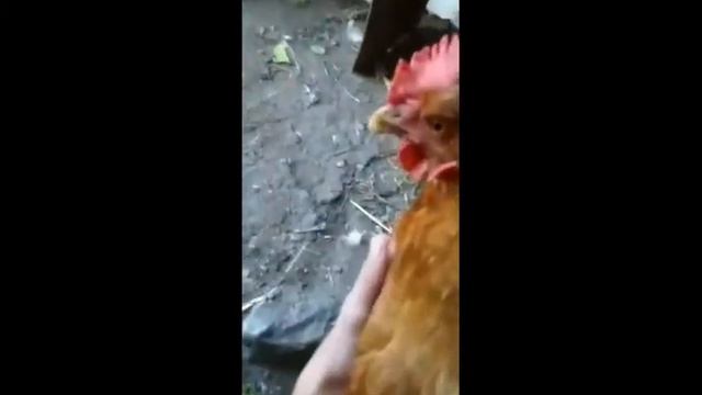 Трек и клип (от Мемовой курицы)!!... смотреть онлайн