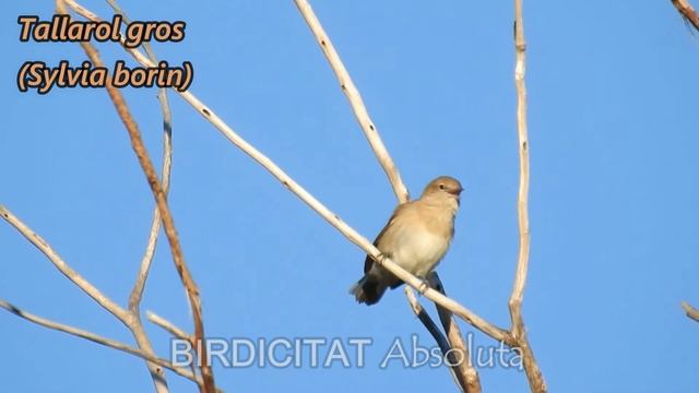 OCELLS CANTANT (06) Tallarol gros - Curruca mosquitera - (Sylvia borin) - PÁJAROS CANTANDO. смотреть онлайн