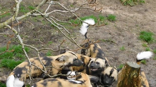 African Painted Dogs (Lycaon pictus) Playing At ZSL London Zoo смотреть онлайн