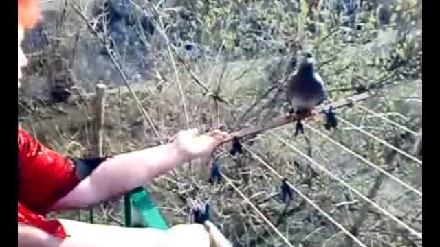 Мама и голубь смотреть онлайн