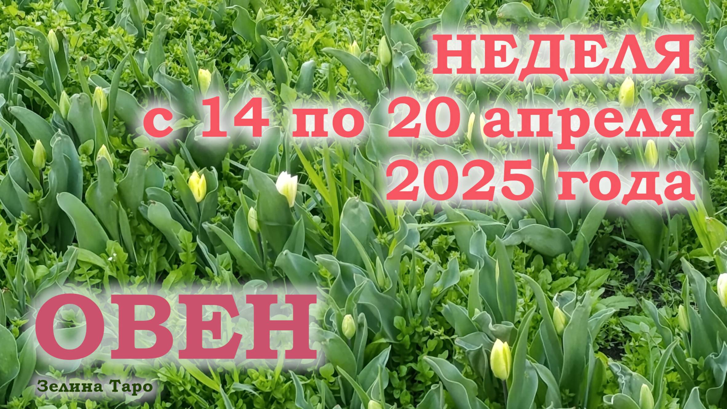 ОВЕН | ТАРО прогноз на неделю с 14 по 20 апреля 2025 года