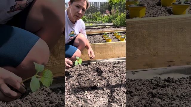 Высадка огурцов в открытый грунт #огород #огурцы смотреть онлайн