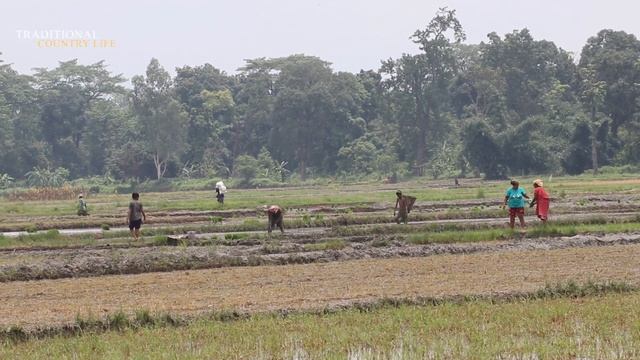How Rice Is Made From Paddy || Rural Village Paddy Farming In Nepal || Framer Lifestyle Part - 1 смотреть онлайн