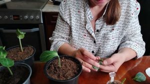 Прививки арбузов и дынь