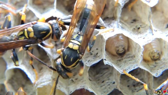 FN060052 Micro_Polistinae bee 꼼지락 거리며 커가고 쌍살벌 애벌레들_마이크로 смотреть онлайн