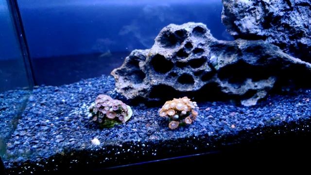 Biocube 32, fluval evo v смотреть онлайн