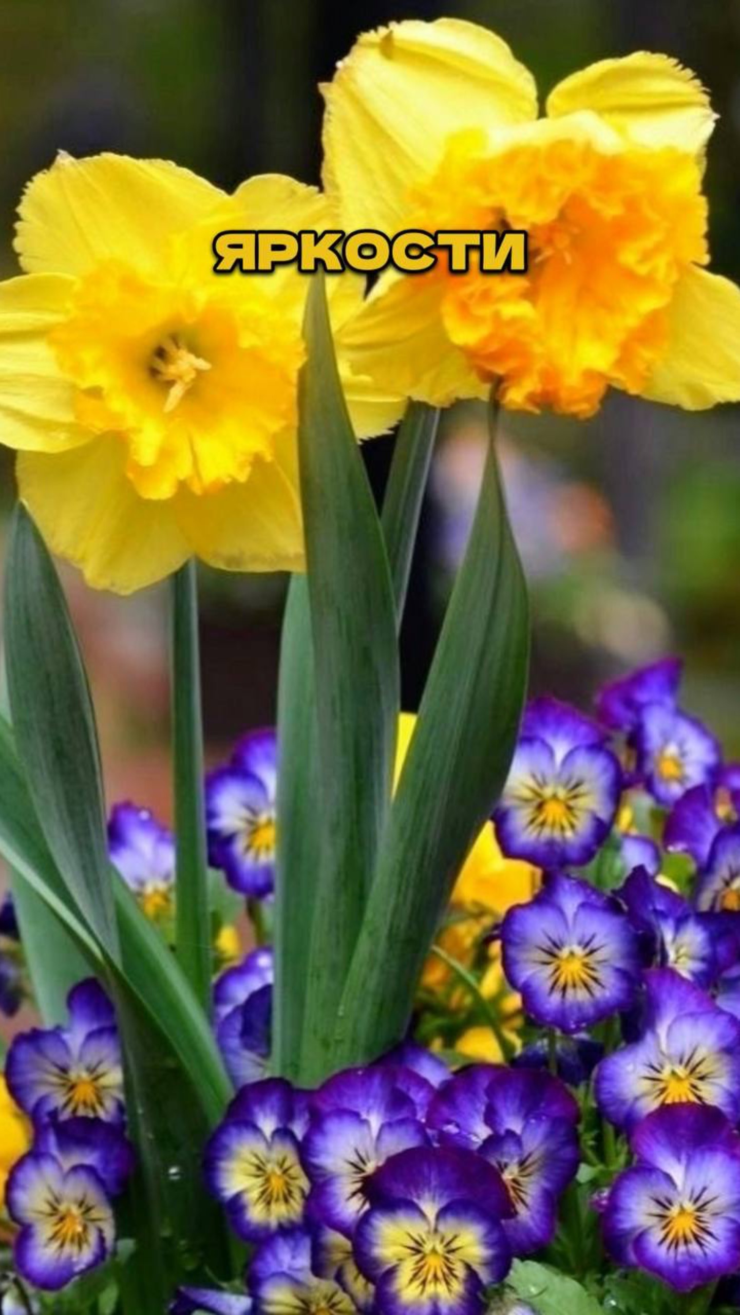 Ч.3🌺✨Никогда Не Делайте Цветник без Этого! смотреть онлайн