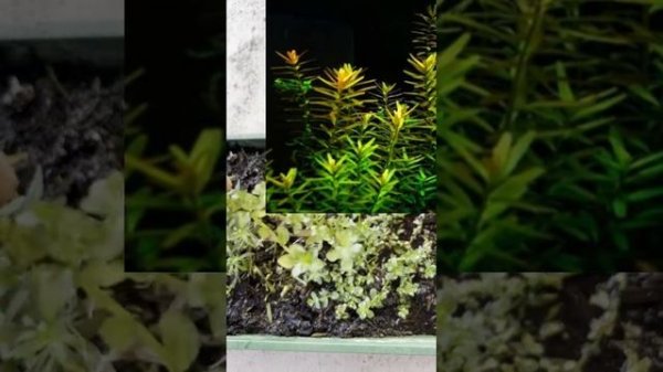 Rotala Green perfect beginner aquarium plant.