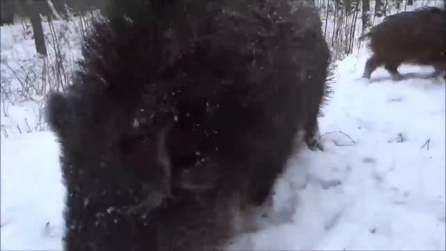 Boars. Кабаны на Куршской косе. смотреть онлайн