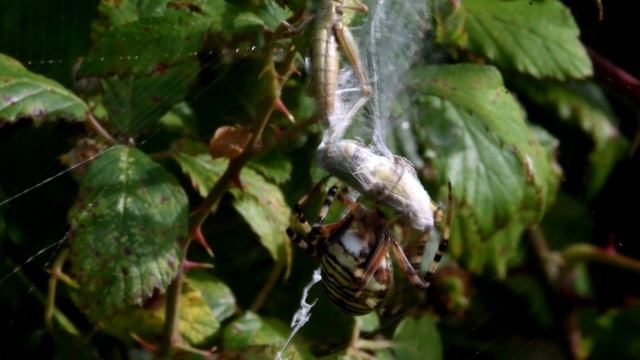 The Wasp Spider смотреть онлайн