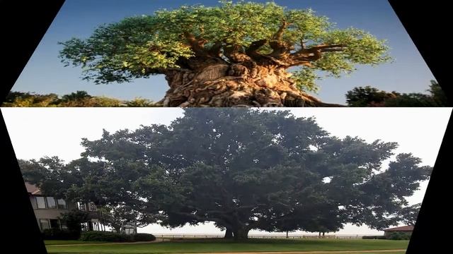 Qarag'ay Daraxti Haqida