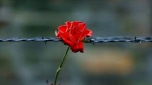 11 апреля - Международный день освобождения узников фашистских концлагерей