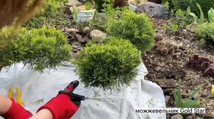 Ниваки из можжевельника. Вторая стрижка