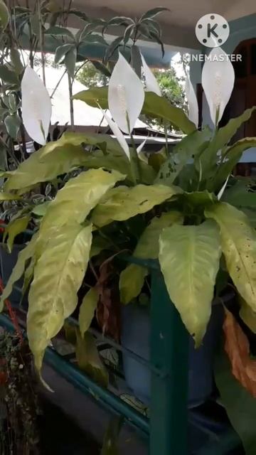 Peace Lily Flowers/Summer Growing n Flowering Plant/#shorts смотреть онлайн