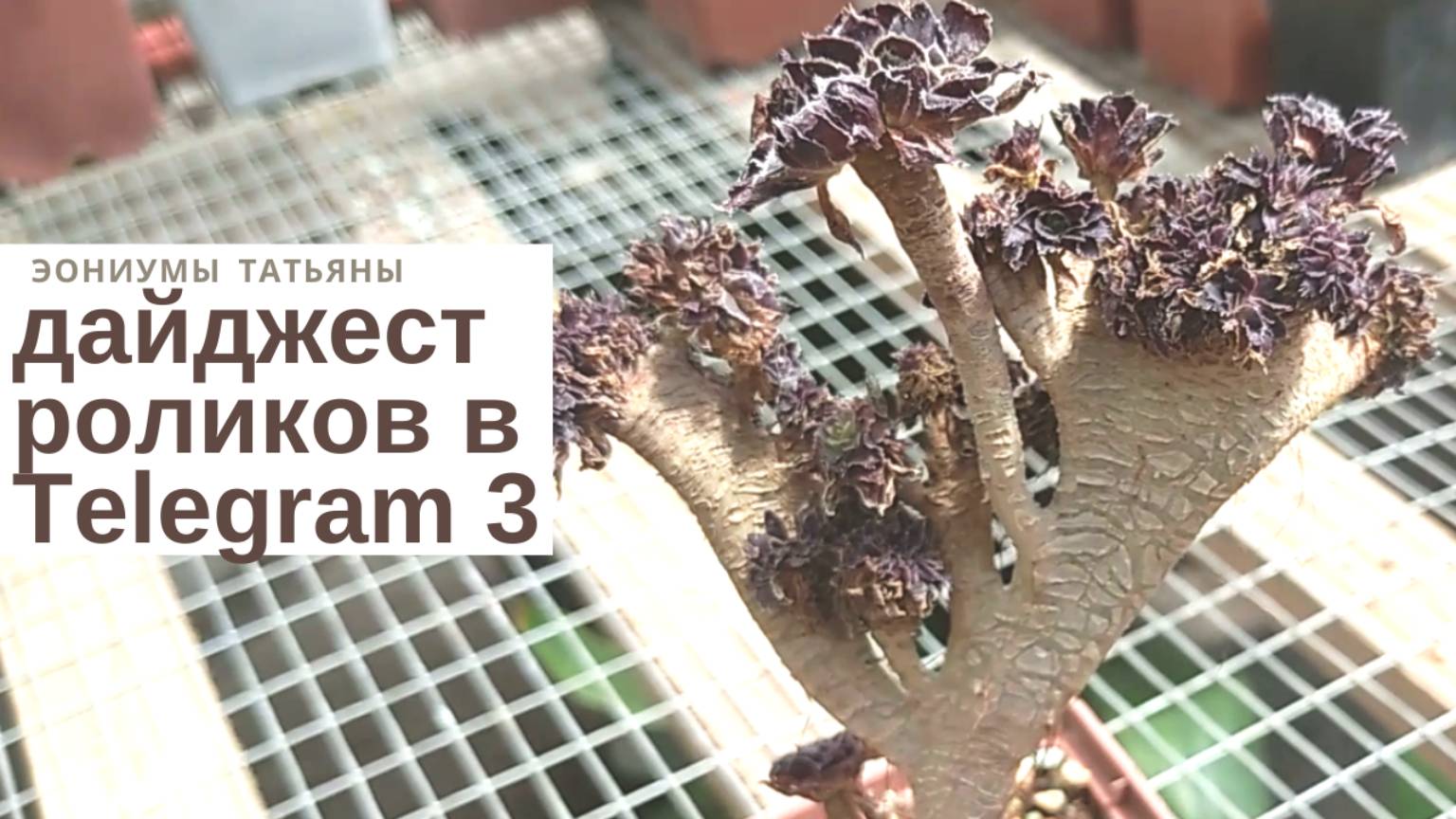 №152 Дайджест в Телеграм 3