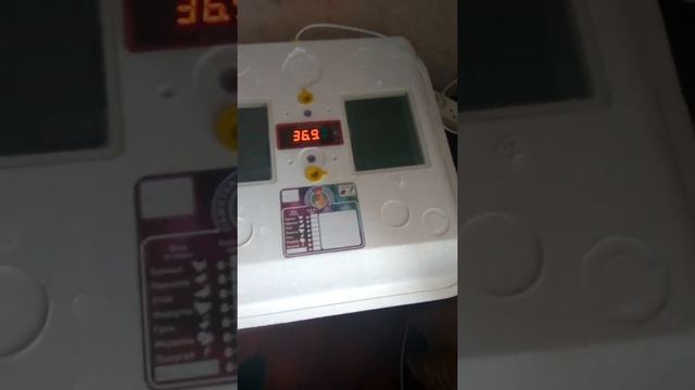 Инкубатор смарт рябушка смотреть онлайн