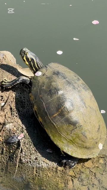 Я на солнышке лежу, я на солнышко гляжу!