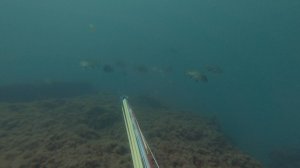 Подводная охота в Черном море