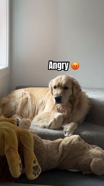 Cooper is such a moody dog #goldenretriever #puppy #dog #doglover #puppies #shorts смотреть онлайн
