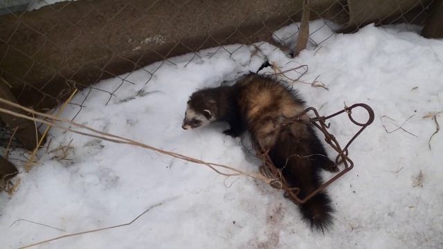 Подсадные утки. смотреть онлайн