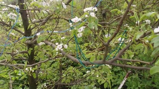 Мои садовые Романсы все в Цвету. смотреть онлайн